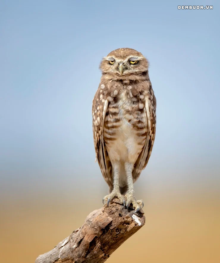 20260808-062016-6aaf276109.png