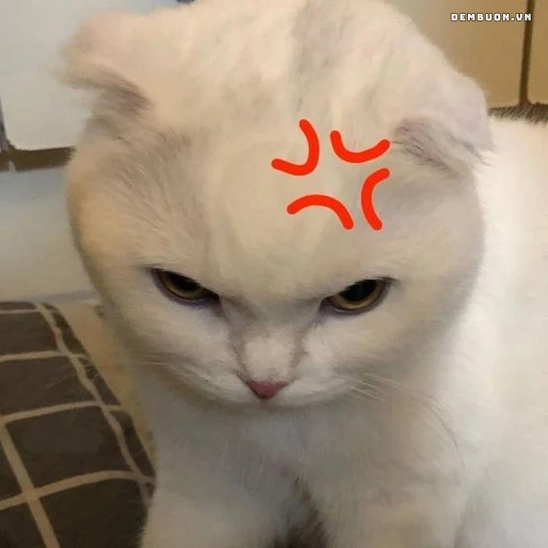h&igrave;nh con vật cute 16