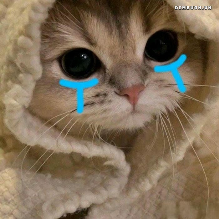 h&igrave;nh con vật cute 14