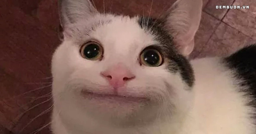 h&igrave;nh con vật cute 11
