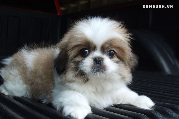 h&igrave;nh con vật cute 10