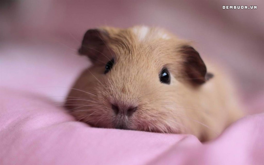 h&igrave;nh con vật cute 9