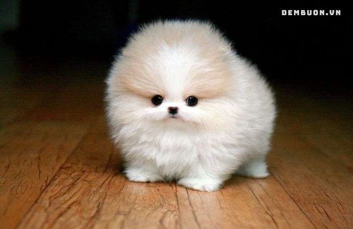 h&igrave;nh con vật cute 8