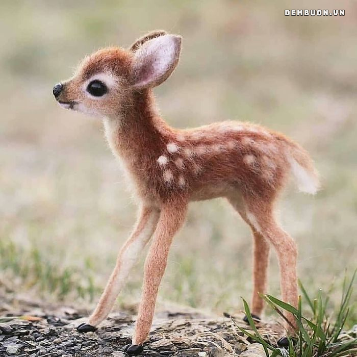h&igrave;nh con vật cute 7