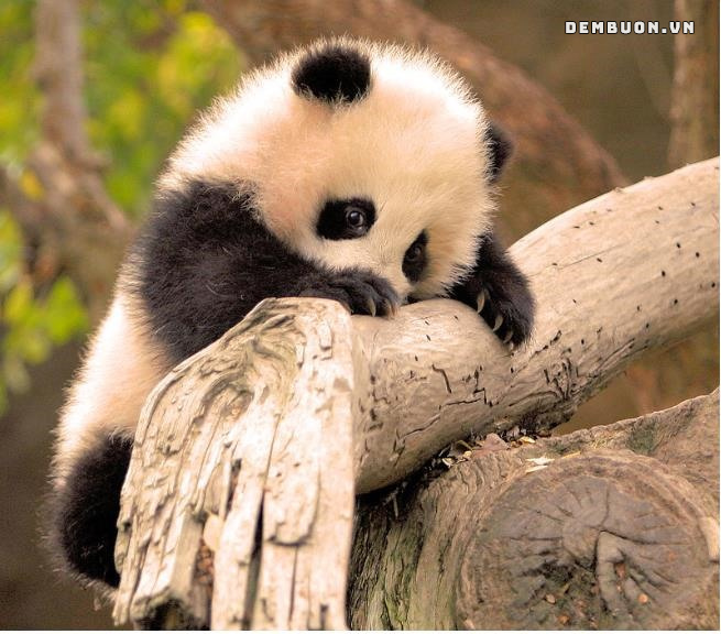 h&igrave;nh con vật cute 5