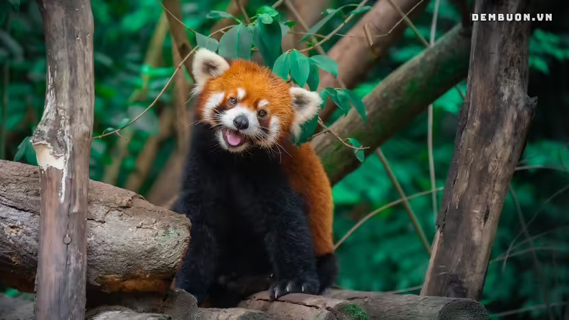 h&igrave;nh con vật cute 4