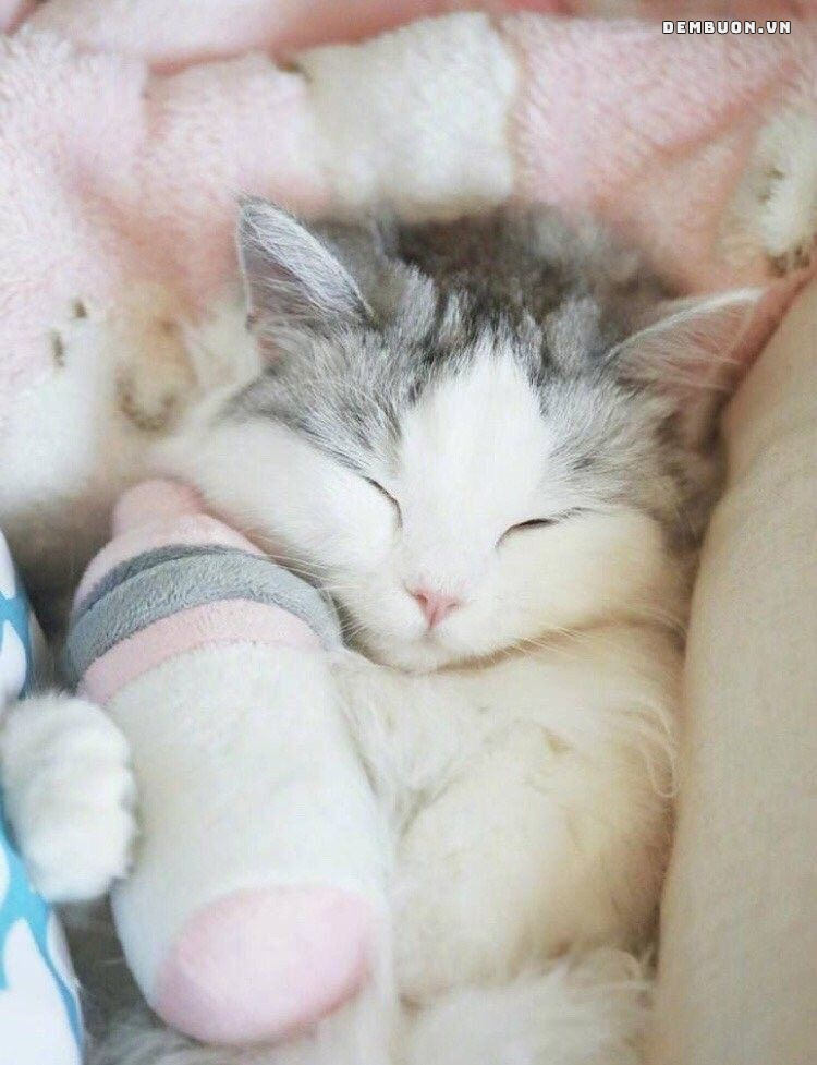 h&igrave;nh con vật cute 2