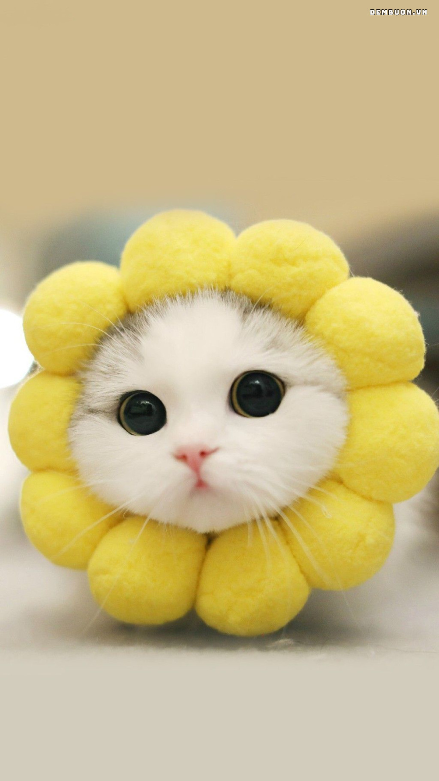 h&igrave;nh con vật cute 1